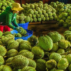 China Memulangkan 30 Penghantaran Durian Vietnam Kerana Pencemaran Cadmium