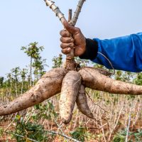 Ubi Kayu Sebagai Alternatif Beras