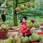 Vietnam Menjadi Pengeksport Utama Durian Di China, Bukan Thailand