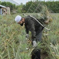 Bakul Ergonomik Inovatif Meredakan Sakit Badan Di kalangan Petani Nanas