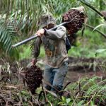 Masa Depan Minyak Makanan Yang Paling Serba Boleh Mungkin Terletak Di Amerika Latin