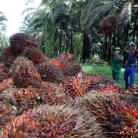 Stok Minyak Sawit Malaysia Jatuh Ke Paras Terendah Dalam 10 bulan Apabila Eksport Melonjak