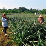 Sabah Meluaskan Penanaman Nanas MD2