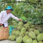 Lebihan Bekalan Dan Penurunan Permintaan China Mengurangkan Separuh Harga Durian Di Vietnam