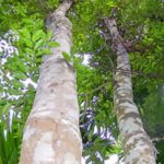 Kelestarian Perladangan Angkat Industri Gaharu Negara