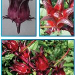 Varieti Tanaman Rosel