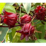 Pembajaan Tanaman Rosel