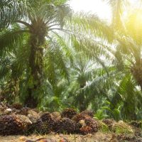 Menteri: MSPO, RSPO Akan Memberi Manfaat Kepada Petani Kelapa Sawit Skala Kecil Sarawak