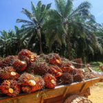 Kerajaan Serius Dalam Menyelesaikan Isu Industri Minyak Sawit, Kata Johari