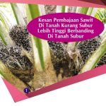 Kesan Pembajaan Sawit Di Tanah Kurang Subur Lebih Tinggi Berbanding Di Tanah Subur