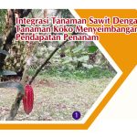 Integrasi Tanaman Sawit Dengan Tanaman Koko Menyeimbangan Pendapatan Penanam