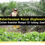 Keberkesanan Racun Glyphosate Dalam Kawalan Rumpai Di ladang Sawit
