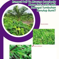 Rumput Pait Vs Mucuna bracteata. Mana Satu Lebih Baik Sebagai Tumbuhan Penutup Bumi?