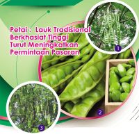 Petai : Lauk Tradisional Berkhasiat Tinggi Turut Meningkatkan Permintaan Pasaran