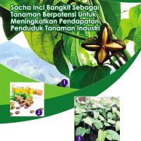 Sacha Inci Bangkit Sebagai Tanaman Berpotensi Untuk Meningkatkan Pendapatan Penduduk Tanaman Industri