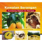 Kawalan Serangan Kumbang Makan Isi Mangga
