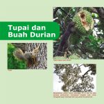Tupai dan Buah Durian