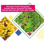 Menanam Pokok Pisang Mas Dengan Bahan Tanaman Tisu Didik Mampu Memperolehi Hasil Lebih Tinggi
