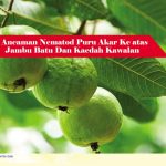 Ancaman Nematod Puru Akar Ke atas Jambu Batu Dan Kaedah Kawalan
