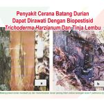 Penyakit Cerana Batang Durian Dapat Dirawati Dengan Biopestisid Trichoderma Harzianum Dan Tinja Lembu