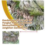 Kaedah Kambus Tanah Di Pangkal Pokok Berpotensi Memulihkan Pokok Jangkitan Ganoderma