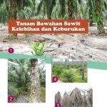 Tanam Bawahan Sawit Kelebihan dan Keburukan