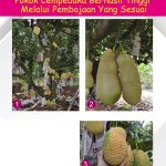 Pokok Cempedak Berhasil Tinggi Melalui Pembajaan Yang Sesuai