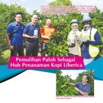 Pemulihan Paloh Sebagai Hub Penanaman Kopi Liberica