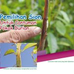Pemilihan Sion Untuk Cantuman Pokok Durian