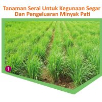 Tanaman Serai Untuk Kegunaan Segar Dan Pengeluaran Minyak Pati