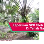 Keperluan NPK Oleh Sawit Di Tanah Gambut