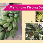 Menanam Pisang Saba