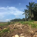 Penanaman Semula Sawit Di Sabah Harus Disegerakan, Kata MPOA