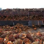 Harga Minyak Sawit Melantun Semula Daripada Penurunan Dua Hari Berturut