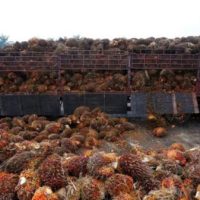Harga Minyak Sawit Melantun Semula Daripada Penurunan Dua Hari Berturut