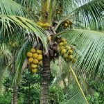 Johor Rancang Bangunkan 1,325 Hektar Kawasan Tanaman Kelapa Dan Benih