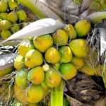 MARDI Lancar Empat Jenis Kelapa Hibrid