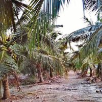 Penubuhan Lembaga Perindustrian Kelapa ?