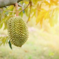 Arus Panas Menjejaskan Kebun Durian Thailand Yang Menguntungkan