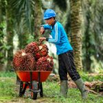 Membantu Pekebun Kecil Sawit Menangani Peraturan Kesatuan Eropah