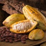 Kerajaan Akan Memperuntukkan RM9.5 Juta Untuk Meningkatkan Pengeluaran Koko Tempatan