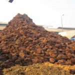 Industri Biojisim Sarawak Menarik Minat Pelabur Singapura, China, Jepun