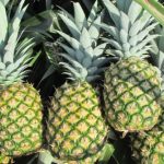 Projek IPR-INTAN Di Sabah Dijangka Menghasilkan 5,000 Tan MD2