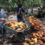 Koko Sumbang RM8.2 Bilion Kepada Pendapatan Negara