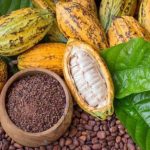 Program Tanaman Baru (TB) Koko Bagi Pekebun Kecil