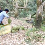 Petani Durian Vietnam Berdepan Isu Pelik Khuatir Tidak Dapat Memenuhi Permintaan China Yang Semakin Meningkat