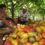 Selepas Kopi, Brazil Memberi Tumpuan Kepada Koko