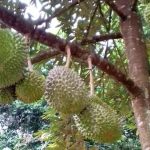 Hasil dan Kualiti Durian Mula Meningkat Selepas Musim Kering Berpanjangan