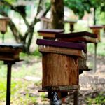 Aktivis Menyelamatkan Lebah