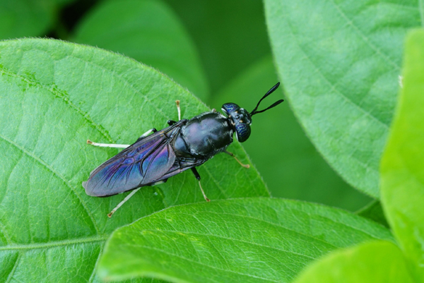 Read more about the article Kerajaan Digesa Melabur Dalam Kemudahan Kajian Black Soldier Fly